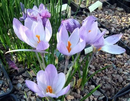 fiori di croco