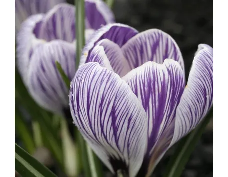 Fiore di Crocus vernus, subspecie Pickwick