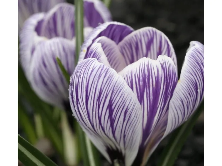 Fiore di Crocus vernus, subspecie Pickwick