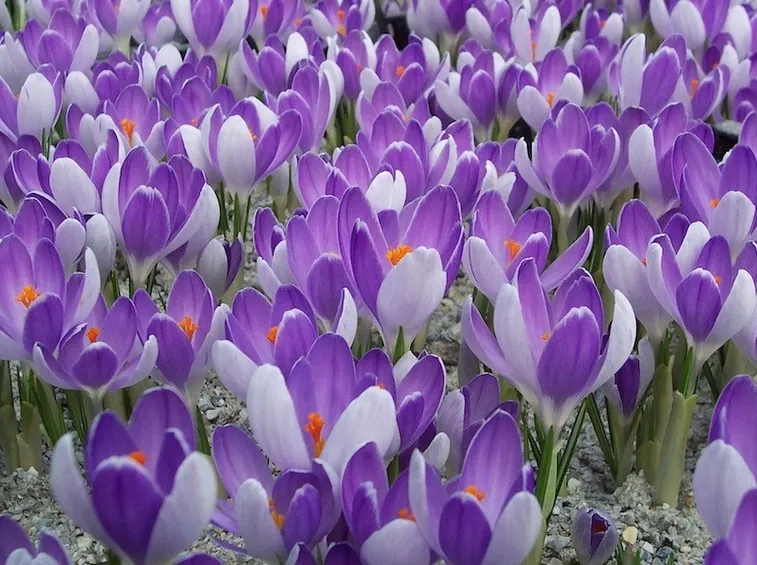 Fiori di Crocus vernus Vanguard