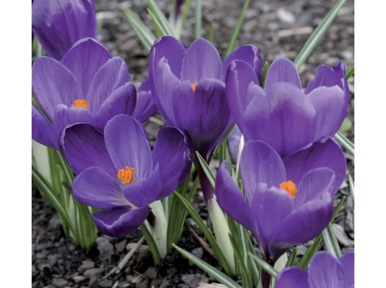 Fiori di Crocus vernus Flower Record
