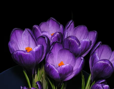 Fiori di crocus viola