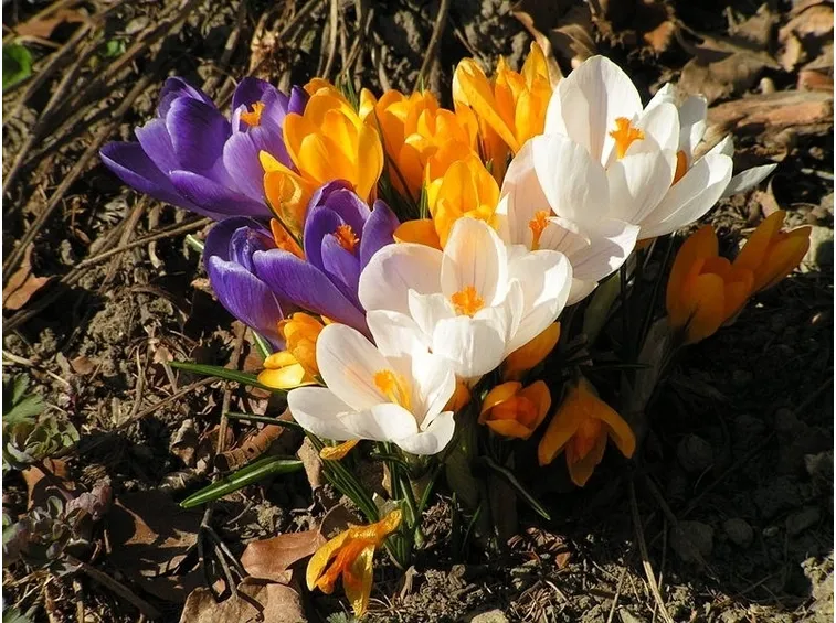 Crochi fioriti di colori diversi