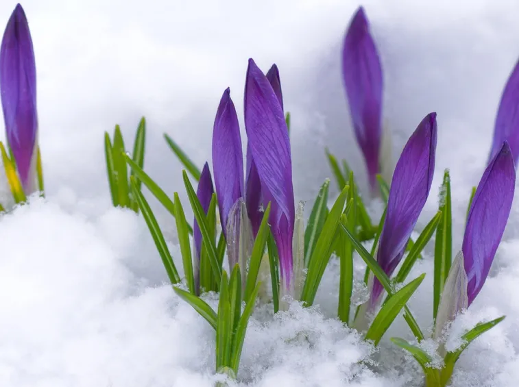 Boccioli di crocus sotto la neve