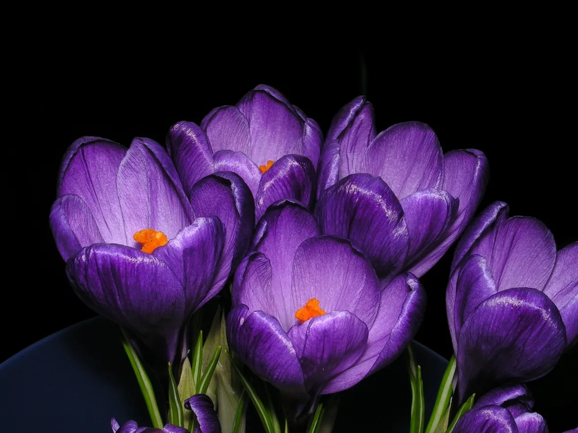 Fiori di crocus viola