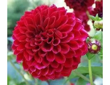 bellissimo fiore di dalia