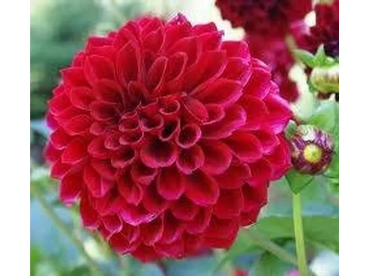 bellissimo fiore di dalia