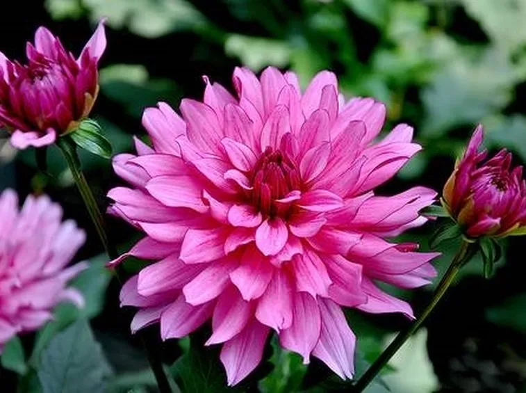 dalia