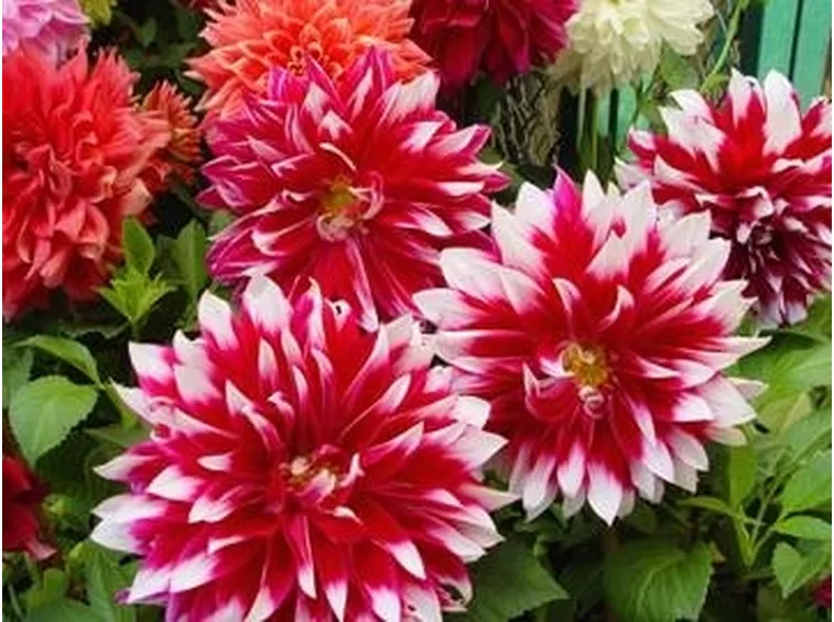 dalia