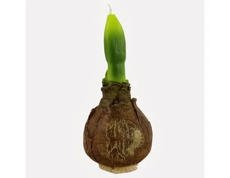 Un bulbo di tulipano