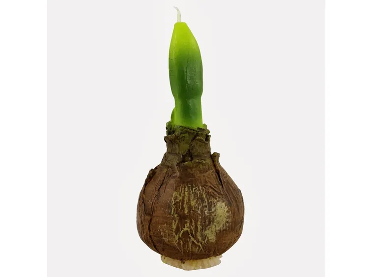 Un bulbo di tulipano