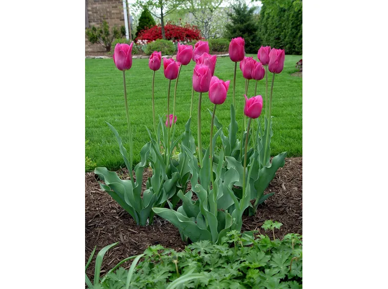 Tulipani in fiore