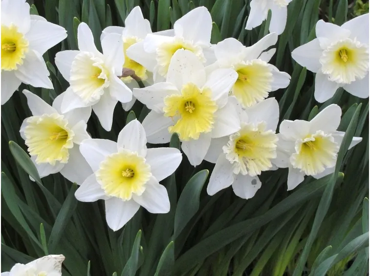 Narcisi