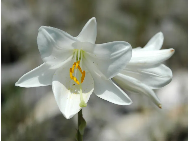 Giglio bianco