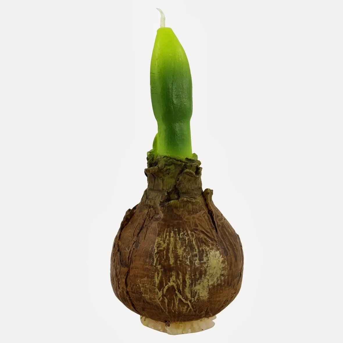 Un bulbo di tulipano