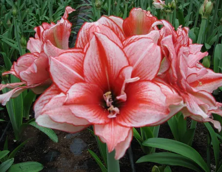 Fiori di Amaryllis Princess