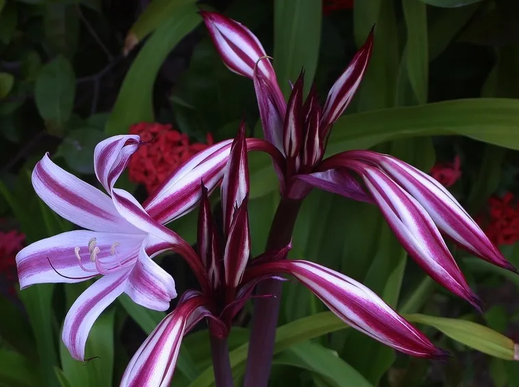 Fiori della pianta di Crinum amabile