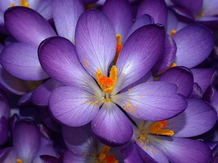 Fiori bulbi di Crocus