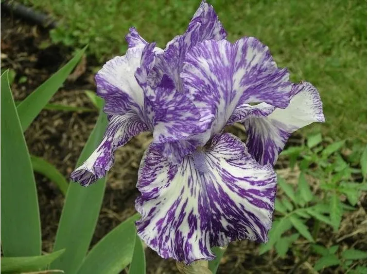 Fiore di Iris Shakin