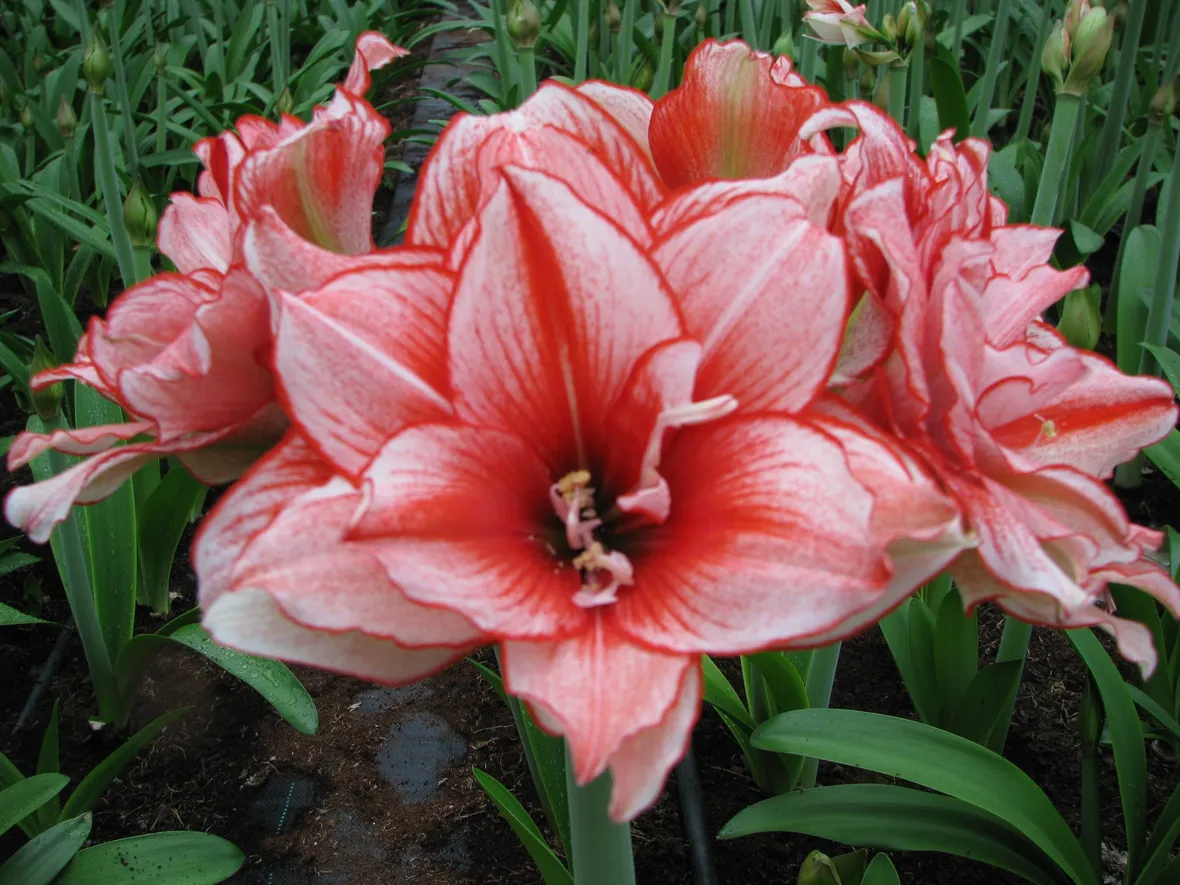 Fiori di Amaryllis Princess
