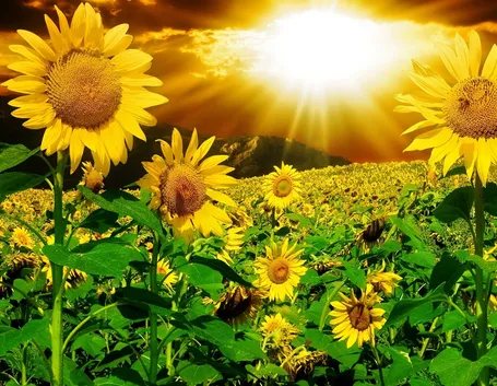Bellissimo campo di girasoli