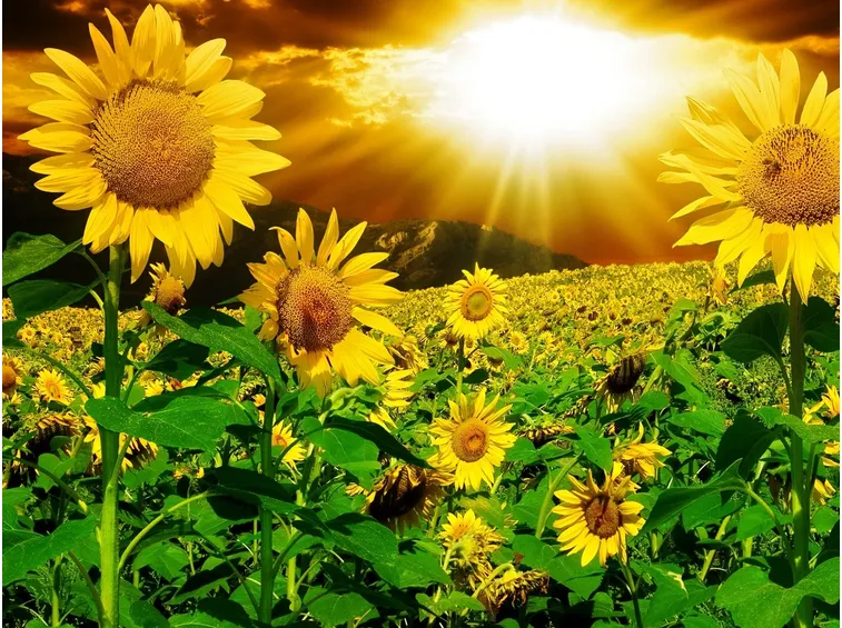 Bellissimo campo di girasoli
