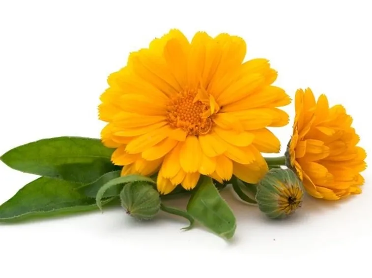 Fiori gialli di calendula