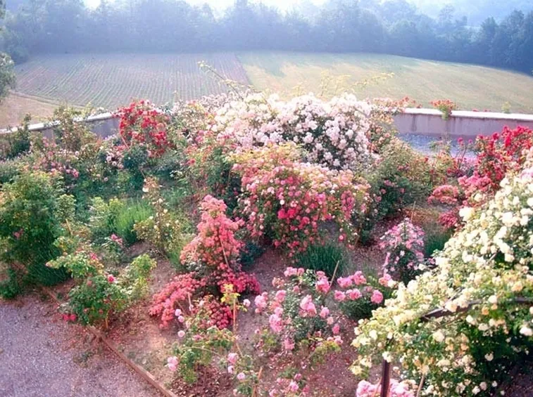 Bellissimo giardino fiorito