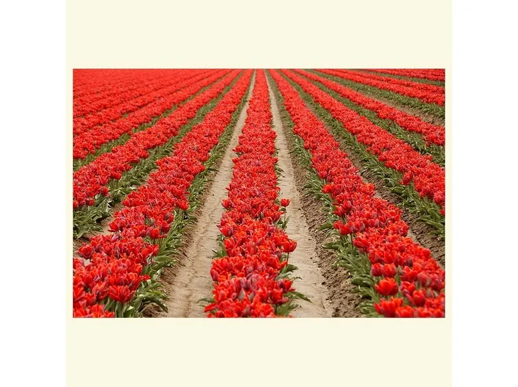 Tulipani rossi in Zuid Holland