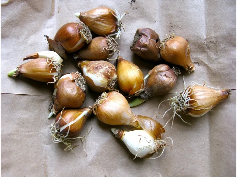 Bulbi di tulipano