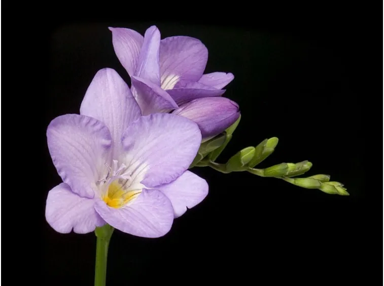 Varietà di Freesia refracta denominata 