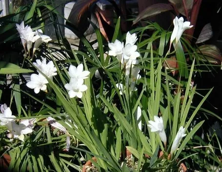 fresia bianca