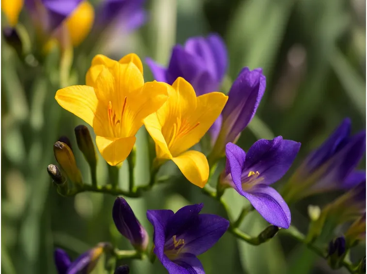 fiori fresia
