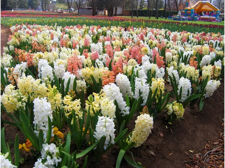 Un campo di giacinti fioriti di vari colori