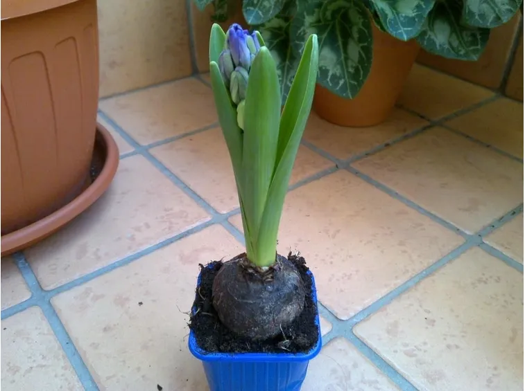 Un bulbo di giacinto