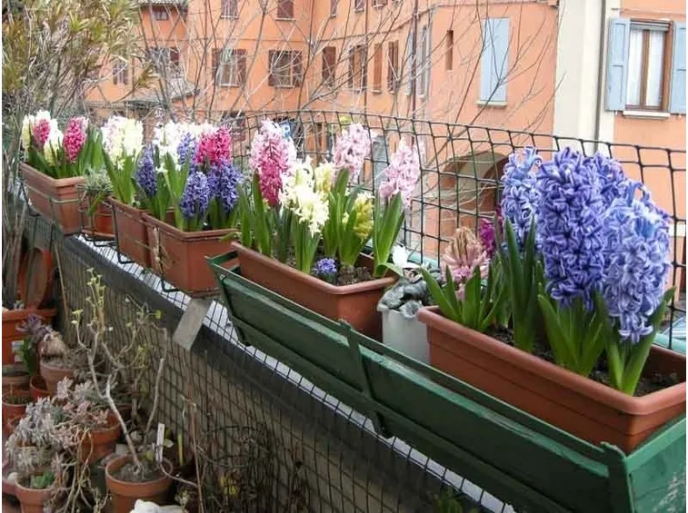 Esemplari di giacinto in vaso su un balcone