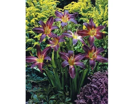 Hemerocallis