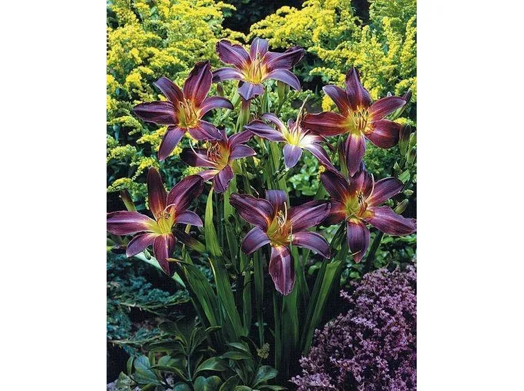 Hemerocallis