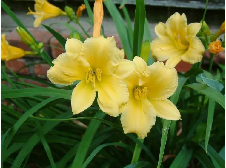 Hemerocallis