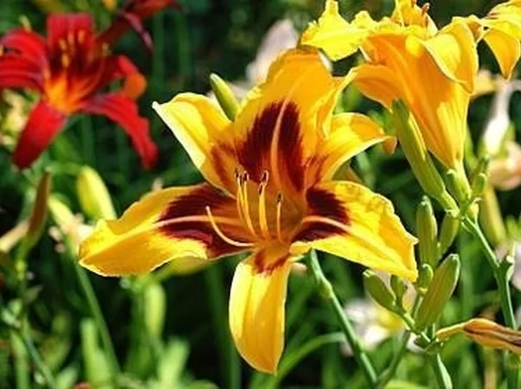 Hemerocallis