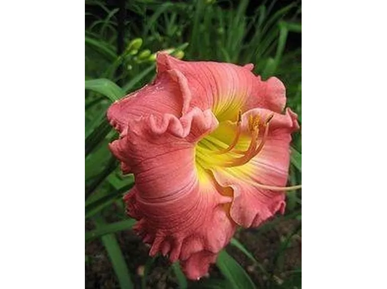 Hemerocallis