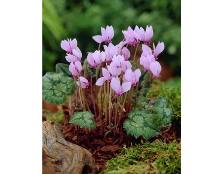 Cyclamen hederifolium selvatici