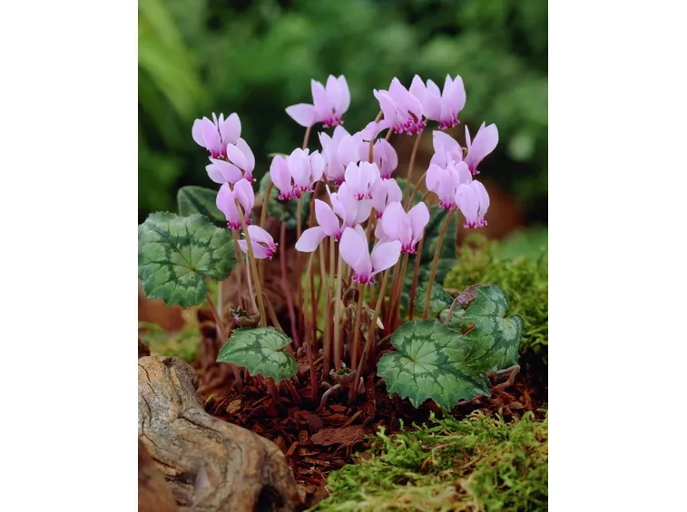 Cyclamen hederifolium selvatici