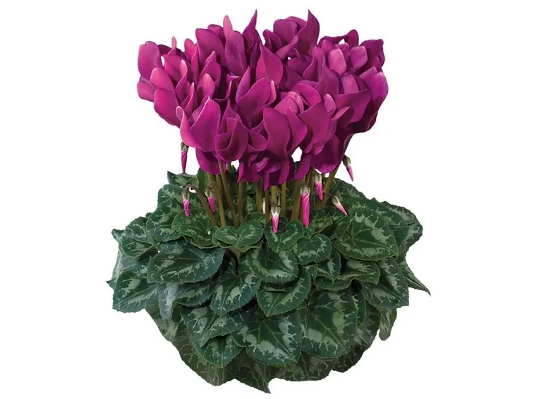 Varietà di ciclamini color porpora