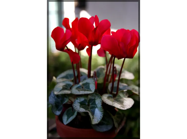 Ciclamino rosso o 