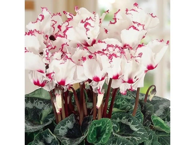 Ciclamini 