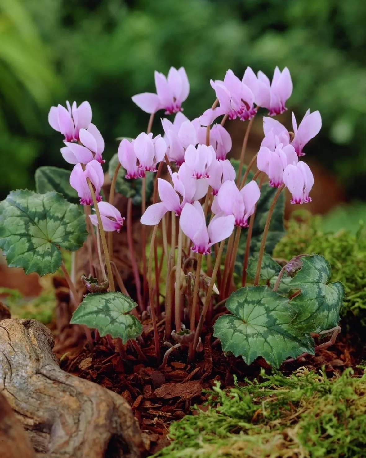 Cyclamen hederifolium selvatici