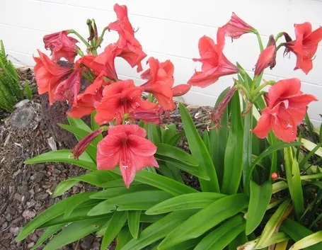 Piante di Hippeastrum