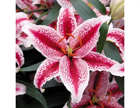 Varietà rosa di Lilium
