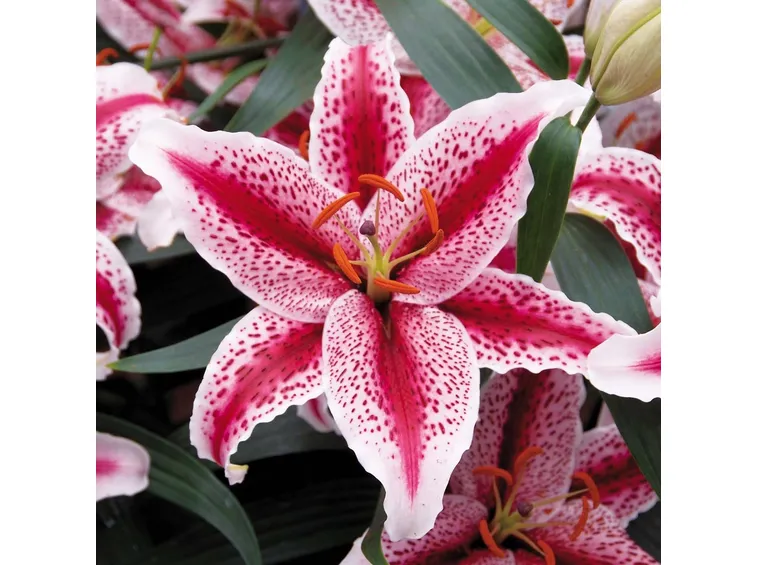 Varietà rosa di Lilium